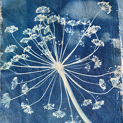 Cyanotype