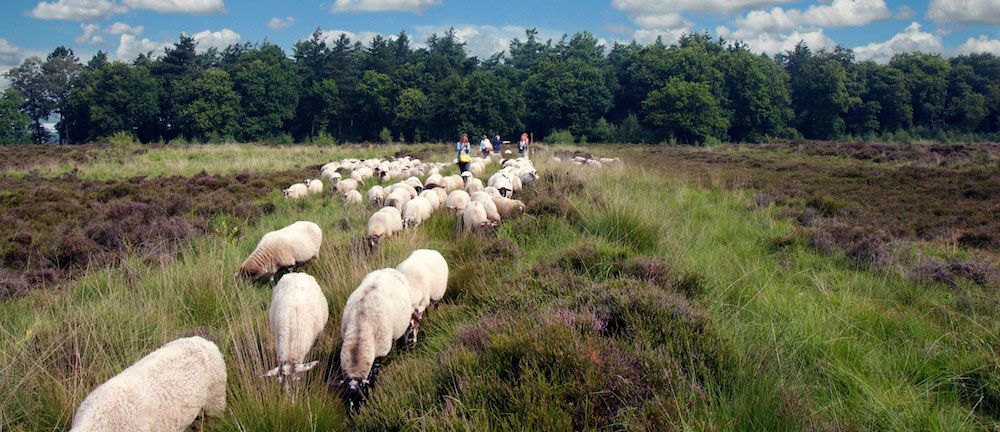 De groep loopt met de schapen over de heide