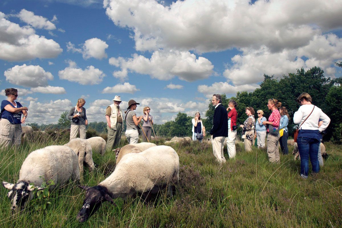 Hilde vertelt terwijl de schapen rustig om ons heen grazen