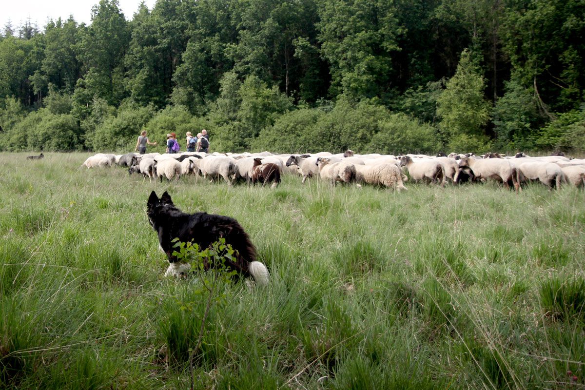 Tijdens de wandeling doen de honden hun werk