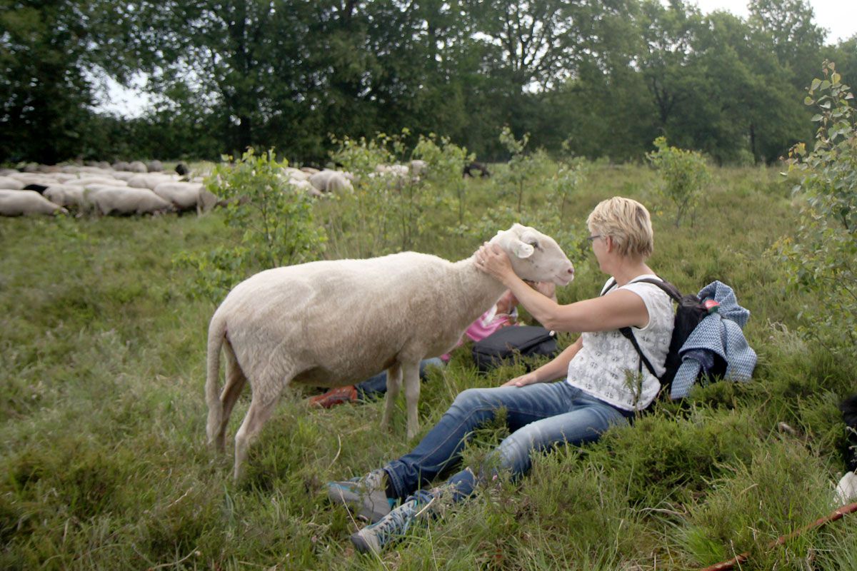 Sommige schapen vinden het heerlijk om geaaid te worden