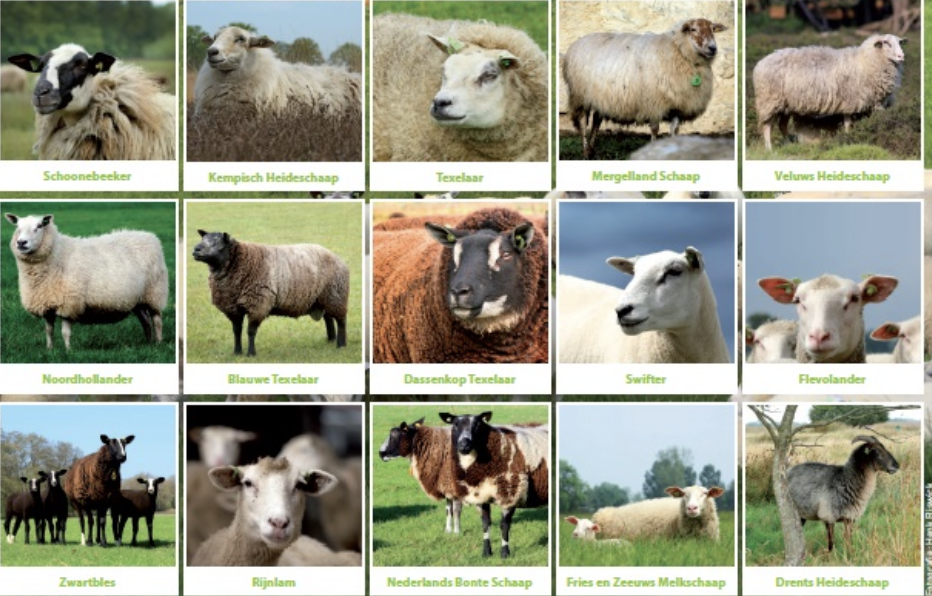 Poster Schapen in Nederland